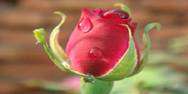 emad-fleur